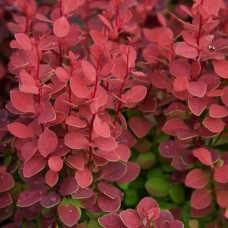 Orange Rocket Barberry, Southern Living Plant Collection   555107286